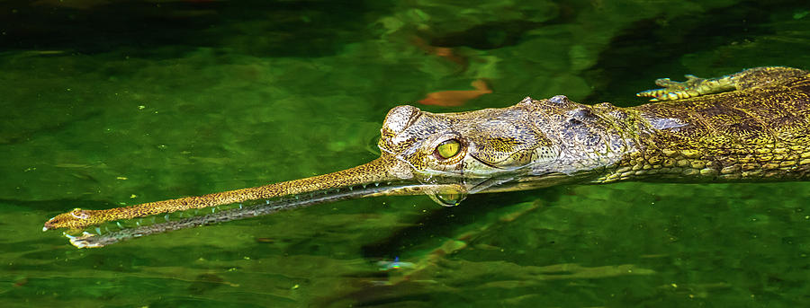Indian Gharial Photograph