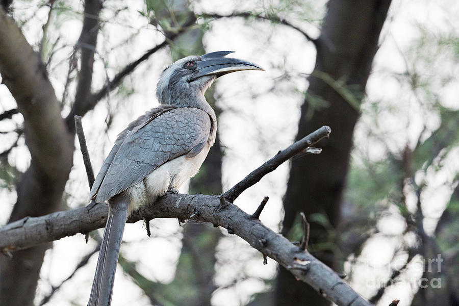 Indian Grey Hornbill Photograph by Dr P. Marazzi/science Photo Library