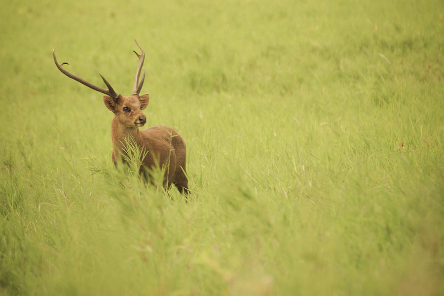 Indian Hog Deer Photograph by Ironheart