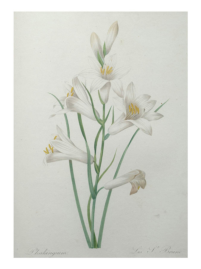 Indian Hyacinth Painting by Pierre-Joseph  Redoute