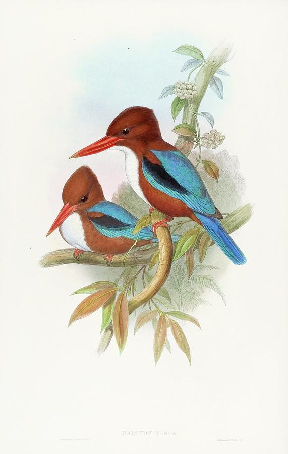 Indian Kingfisher Painting by John Gould Indian Kingfisher Painting by John Gould