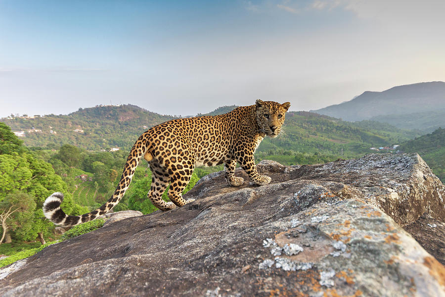Indian Leopard On Rock, Nilgiri Biosphere Reserve, India Photograph by  Yashpal Rathore /  - Pixels