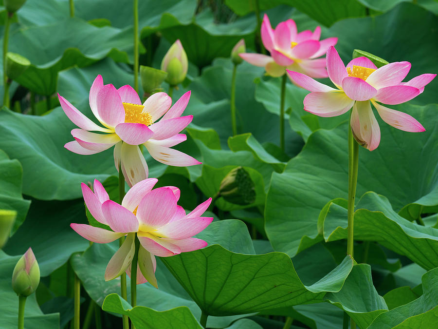 Indian Lotus Flowers, Melbourne Botanic Garden, Australia