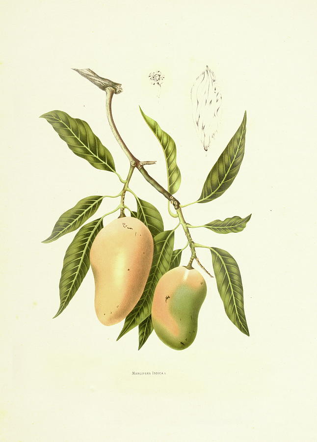 Indian Mango | Antique Plant Digital Art by Nicoolay