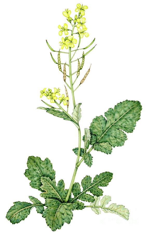 Indian Mustard Brassica Juncea Photograph By Lizzie Harperscience Photo Library Pixels