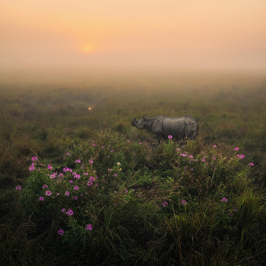 Indian One Horned Rhino Photograph by Himadri Bhuyan
