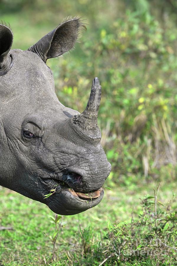 Indian One-horned Rhinoceros Photograph by Dr P. Marazzi/science Photo ...