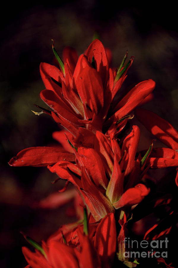 Indian Paint Brush Photograph by Donna Greene