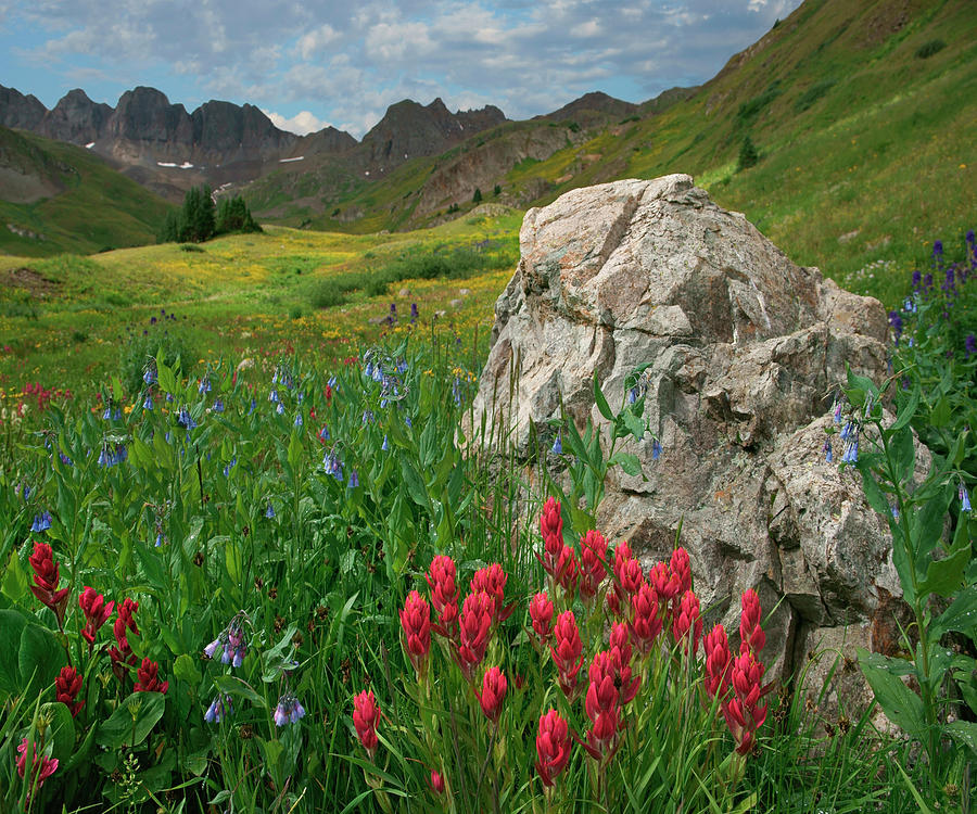Indian Paintbrush  And Mountain Bluebells, American Basin, Colorado Photograph by Tim Fitzharris