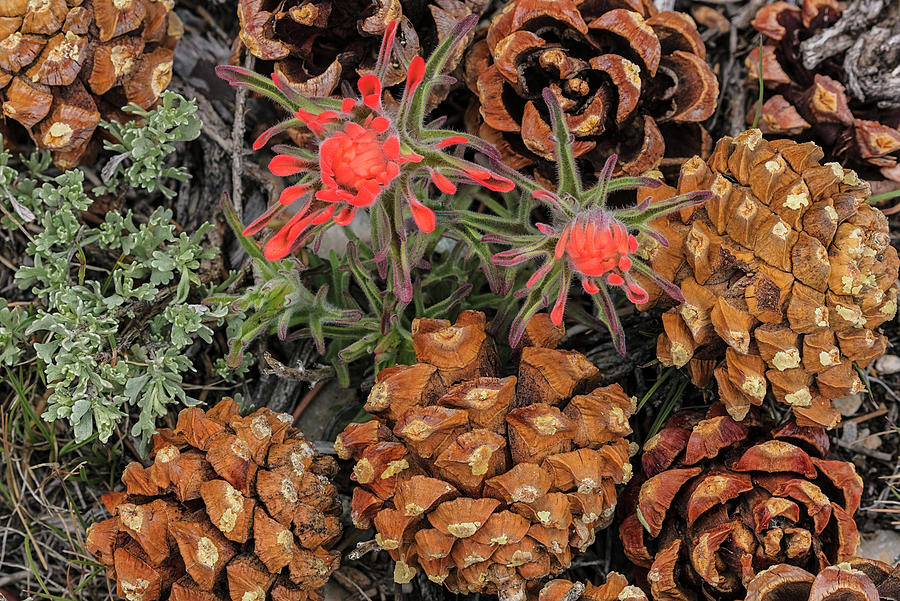 Great Basin National Park Photograph - Indian Paintbrush And Pine Cones by Chuck Haney