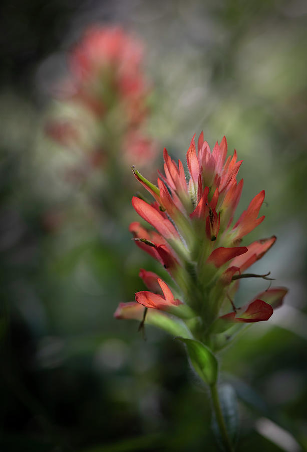 Colors Photograph - Indian Paintbrush .Castilleja by Phil And Karen Rispin