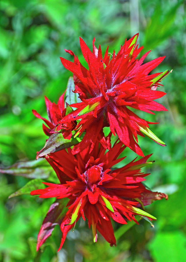 Indian Paintbrush Close Up Photograph by Bruce Gourley