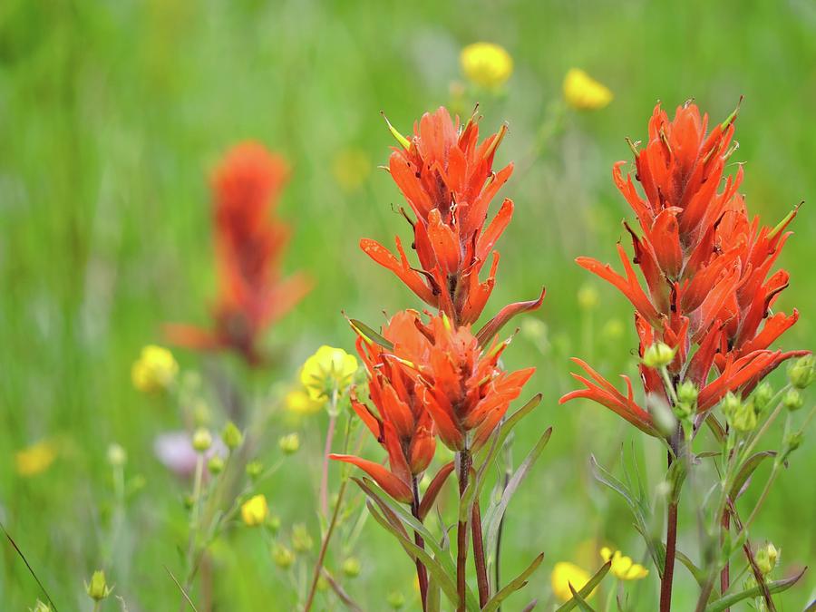 Indian Paintbrush Photograph by Connor Beekman