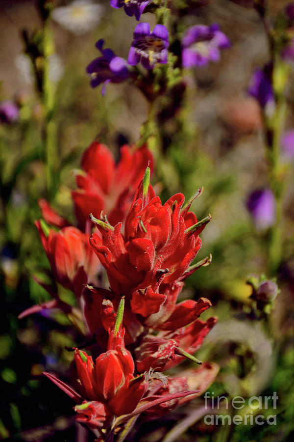 Indian Paintbrush  Photograph by Donna Greene