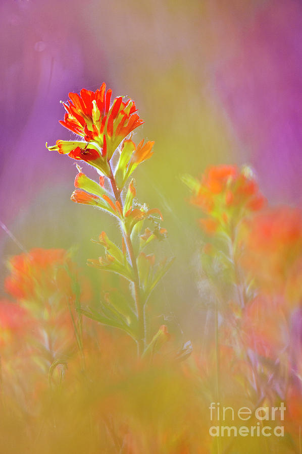 Indian Paintbrush FL9275 Photograph by Mark Graf