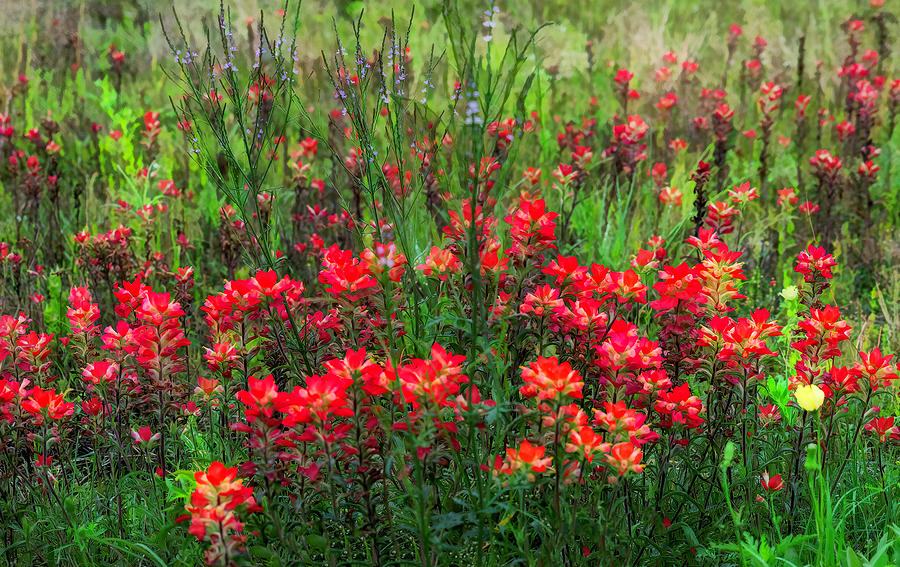 Indian Paintbrush Flowers Along the Highway Photograph by Faith Burns