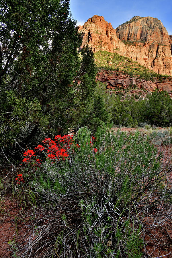 Indian Paintbrush in Zion NP Photograph by Ray Mathis