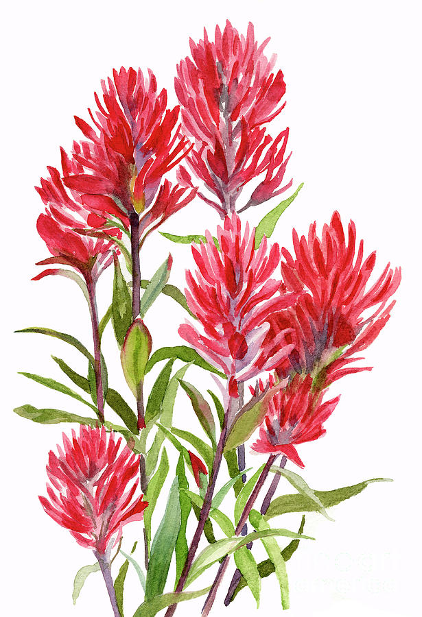 indian paintbrush flower
