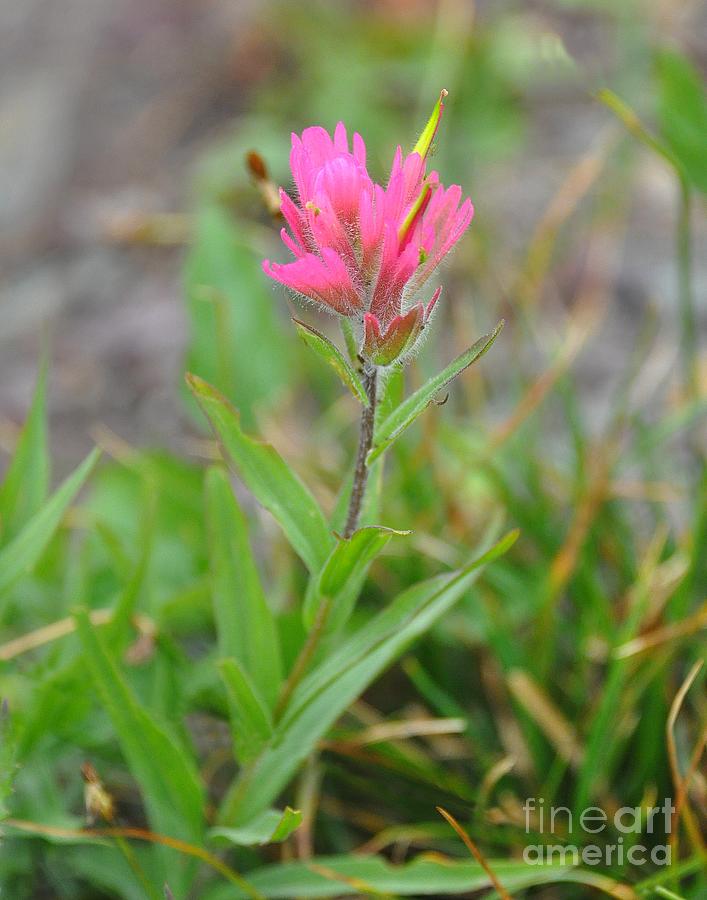 Indian Paintbrush Photograph by Steve Brown