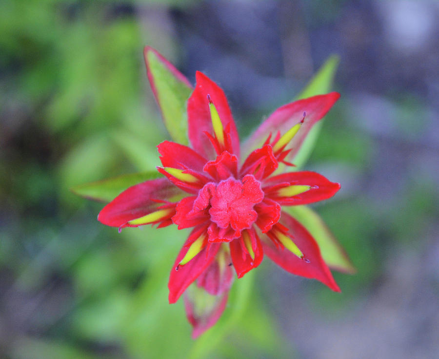 Close up Indian Paintbrush Macro Flower Art Macro Nature 