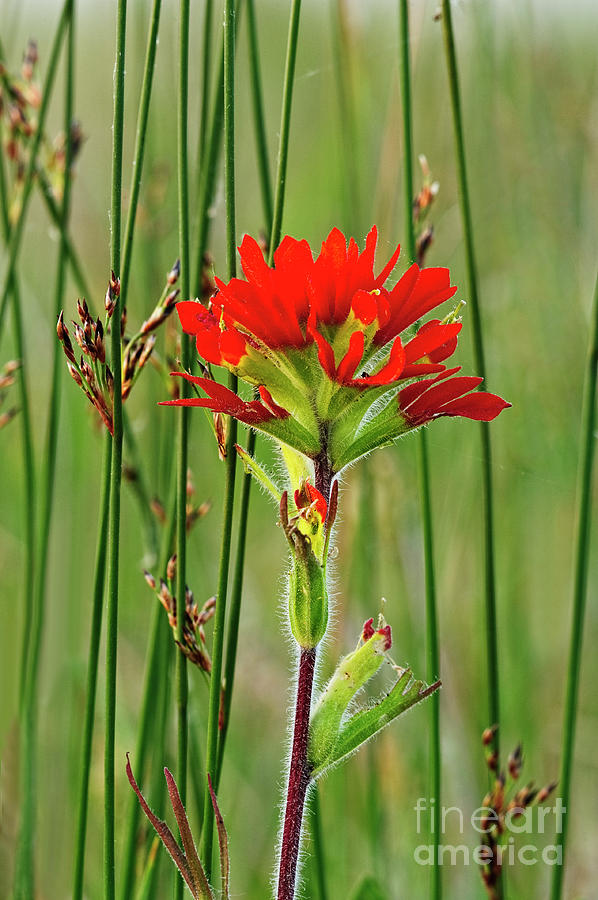 Indian Paintbrush wildflower FL9264 Photograph by Mark Graf
