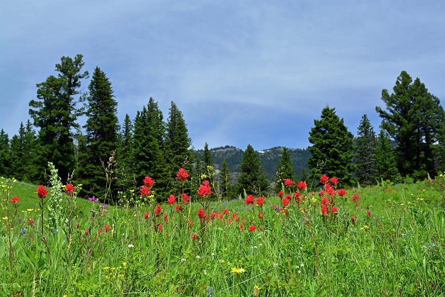 Indian Paintbrush Yellowstone National Park Photograph by Bruce Gourley