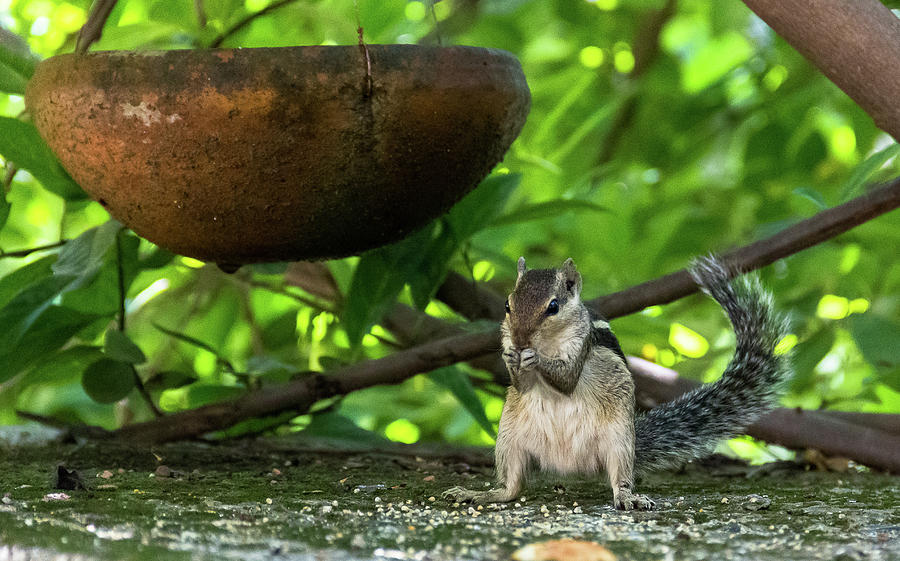 Indian Palm Squirrel Photograph by Amy Sorvillo