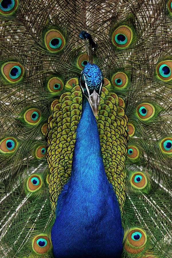 Indian Peacock Displaying Photograph by Hiroya Minakuchi