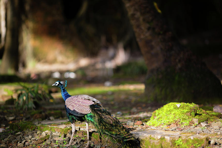 Indian Peacock Or Peafowl In A Romantic Photograph by Sharad Medhavi