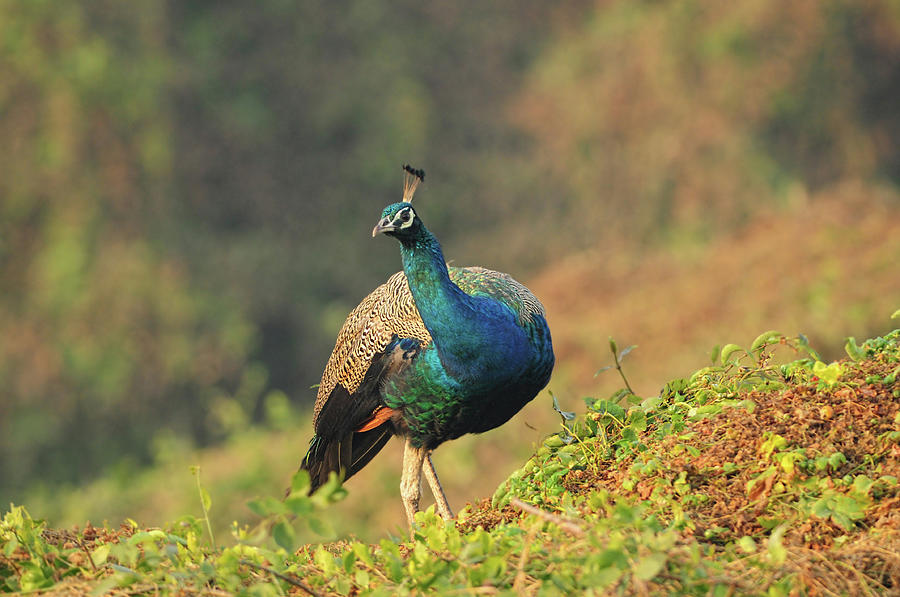 Indian Peafowl Photograph by Nishant Shah Indian Peafowl Photograph by Nishant Shah
