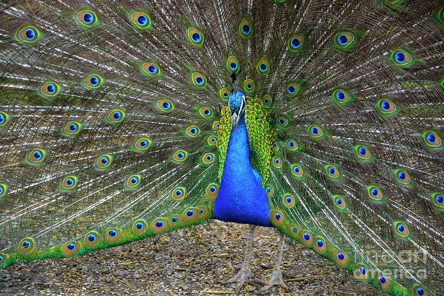 Indian Peafowl Showing His Fan Photograph by Westend61