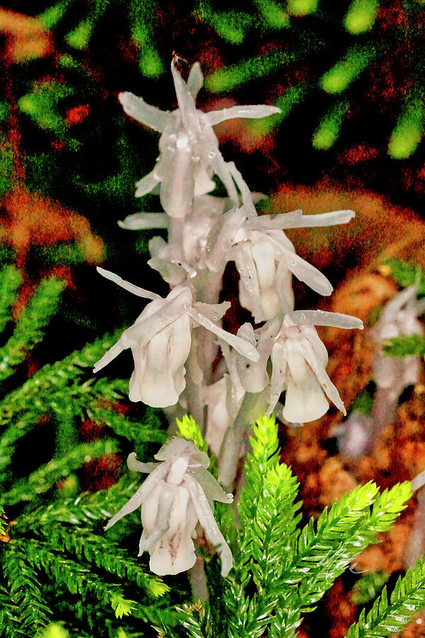 Indian Pipes On Club Moss Photograph by Meta Gatschenberger