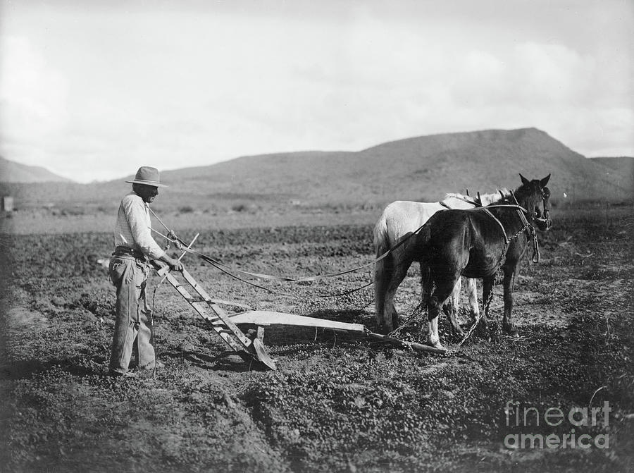 Indian Plowing His Land, Sacaton Indian Reservation, Arizona, 1909 Photograph by American School