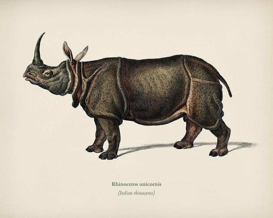 Indian rhinoceros  Rhinoceros unicornis illustrated by Charles Dessalines D Orbigny  1806-1876  Painting by Celestial Images