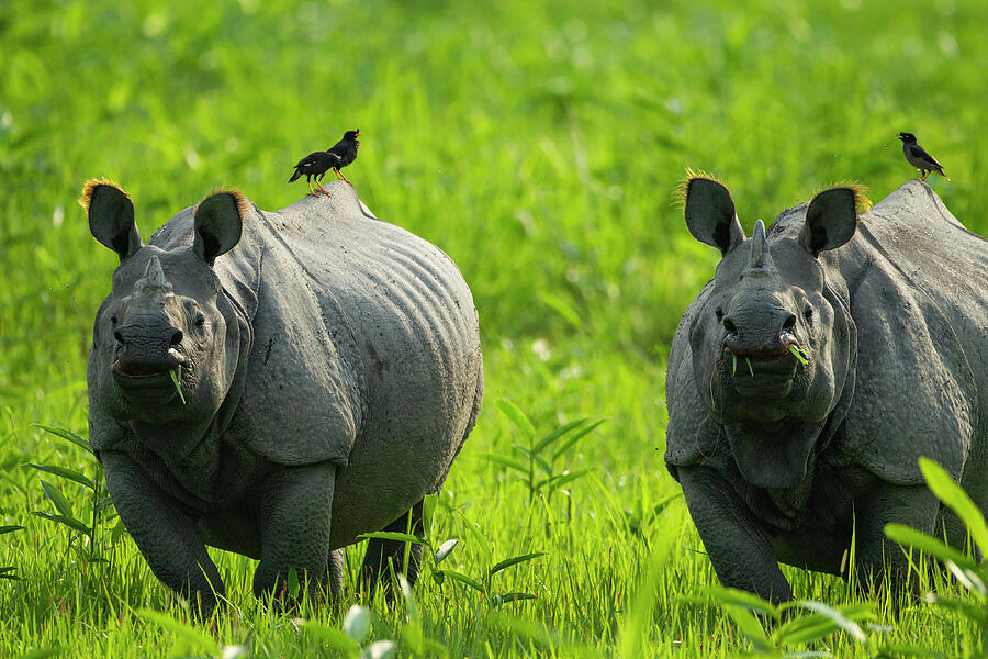 Wildlife Photograph - Indian Rhinoceros Two With Birds On Back, Kaziranga by Sandesh Kadur / Naturepl.com