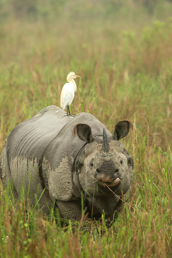 Indian Rhinoceros With Cattle Egret On Back. Kaziranga Photograph by ...