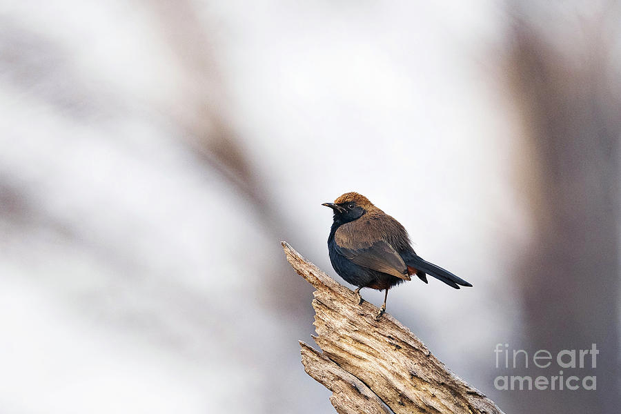 Indian Robin Photograph by Dr P. Marazzi/science Photo Library - Fine ...