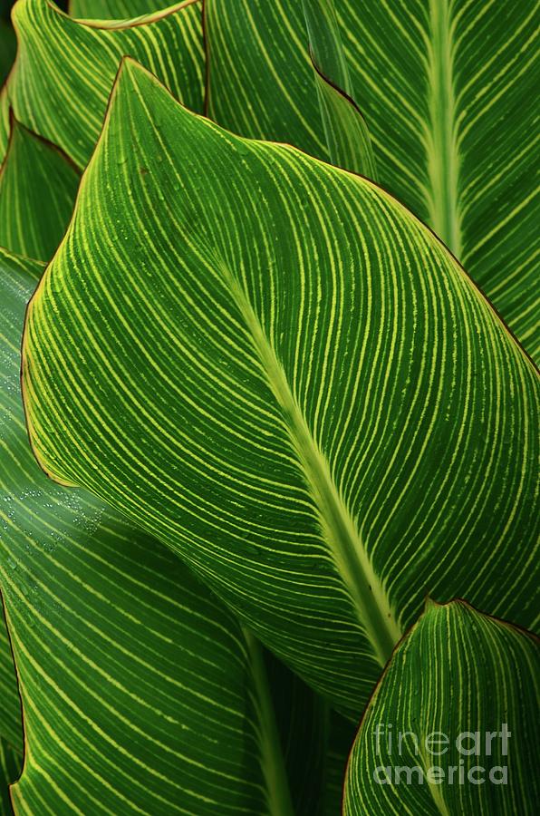 Nature Photograph - Indian Shot (canna Indica) Leaves by Colin Varndell/science Photo Library