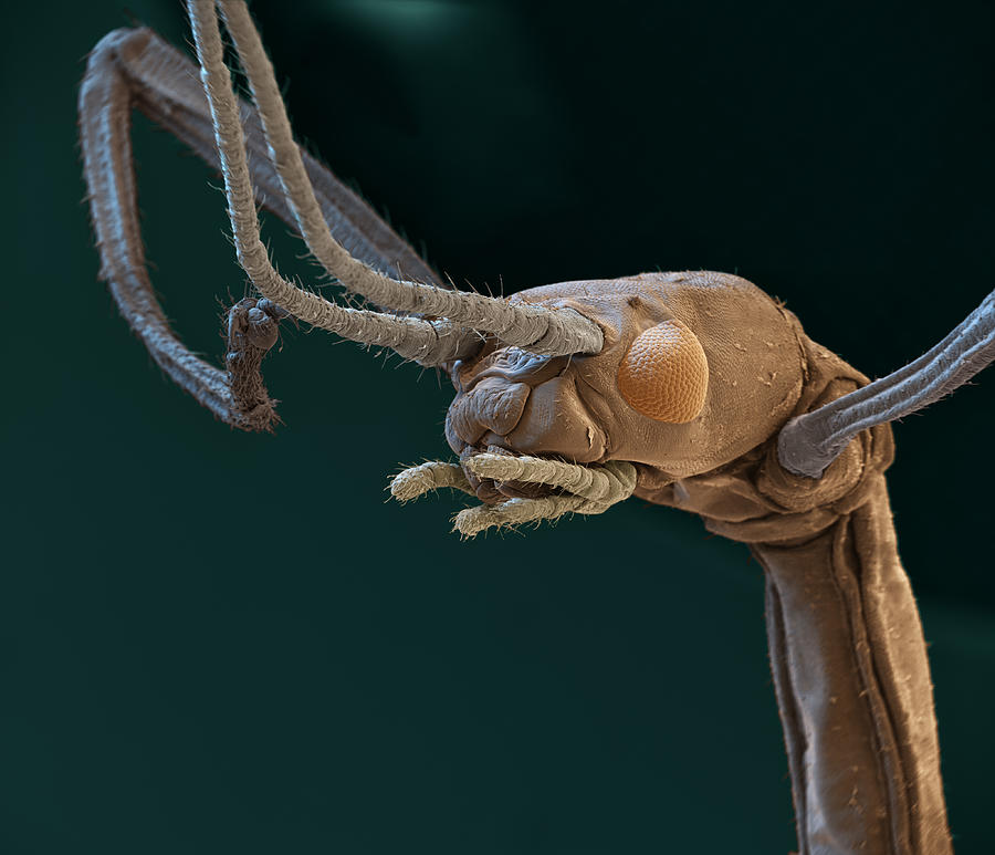 Indian Stick Insect, Sem Photograph by Meckes/ottawa