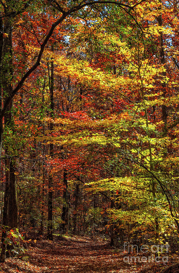 Indian Summer at sweetwater creek state park Photograph by Bernd Laeschke
