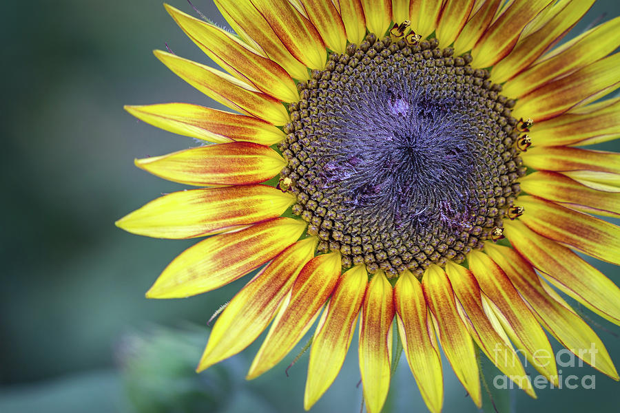 Indian Sunflower Photograph by Kathy Sherbert