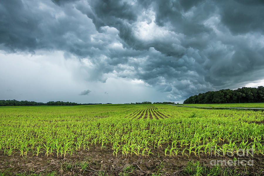Indiana Corn Field Summer Thunderstorm Photograph by Gary Whitton