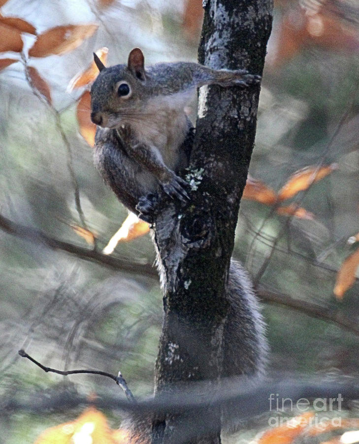 Indiana Grey Squirrel Hoosier National Forest Photograph by Scott D
