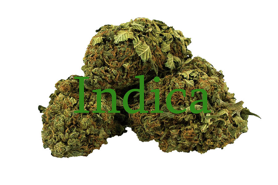 Indica Photograph by Pat Cook