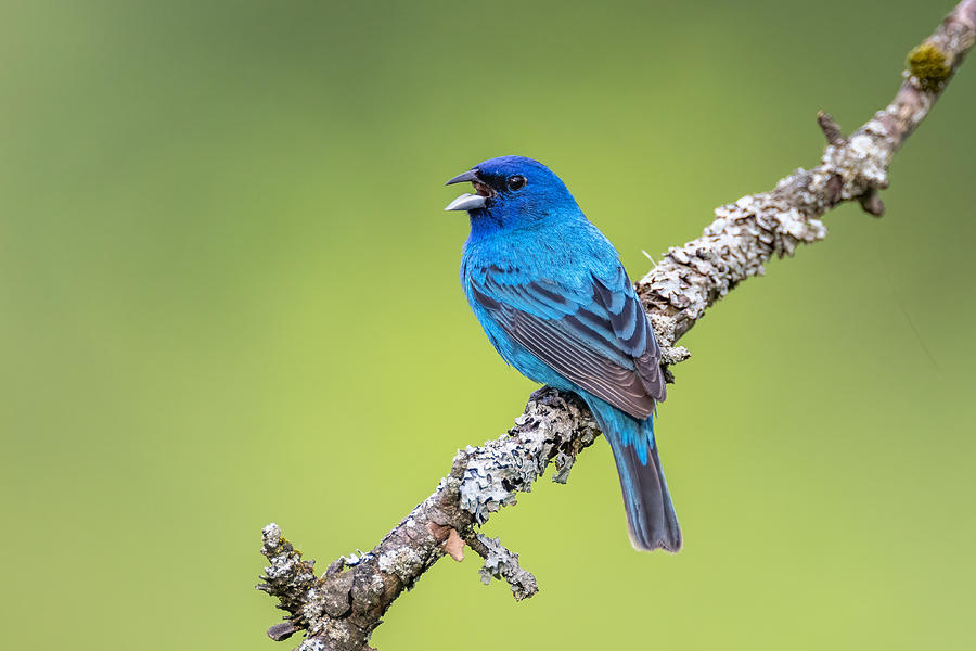 Nature Photograph - Indigo Bunting by Donald Luo