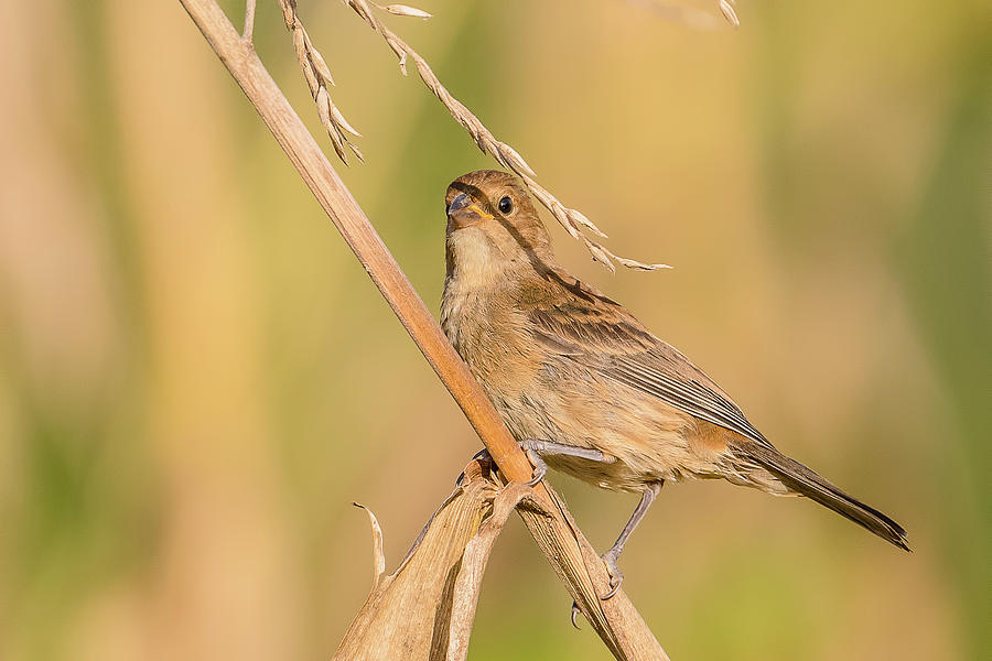 Indigo Bunting Female #2 Photograph by Morris Finkelstein | Pixels