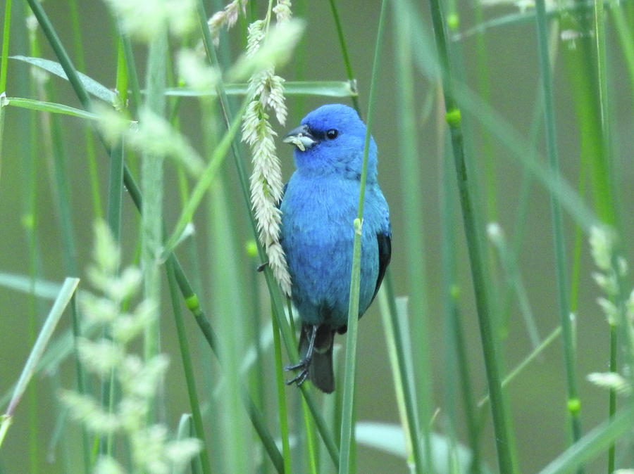 Indigo Bunting Photograph By Linda Stroud - Fine Art America