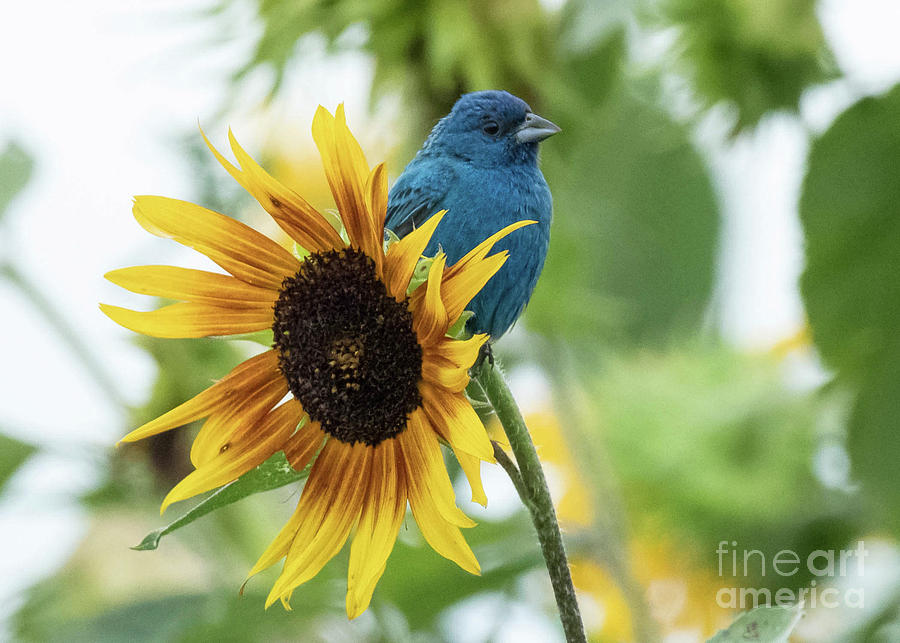 Indigo Bunting on a Sunflower Photograph by Libby Lord | Fine Art America
