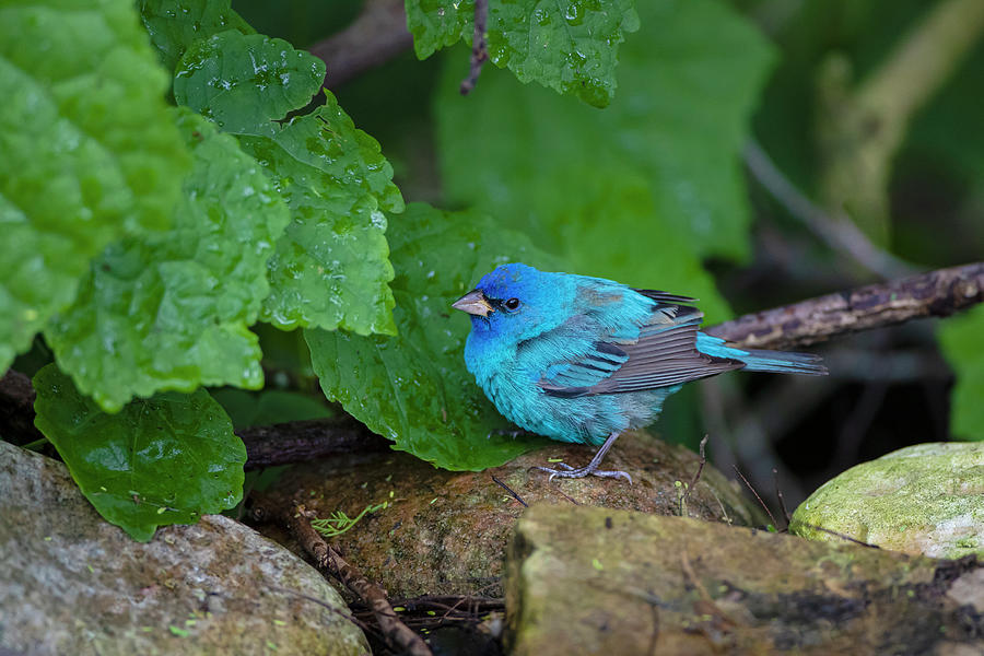 Spring Photograph - Indigo Bunting (passerina Cyanea by Larry Ditto