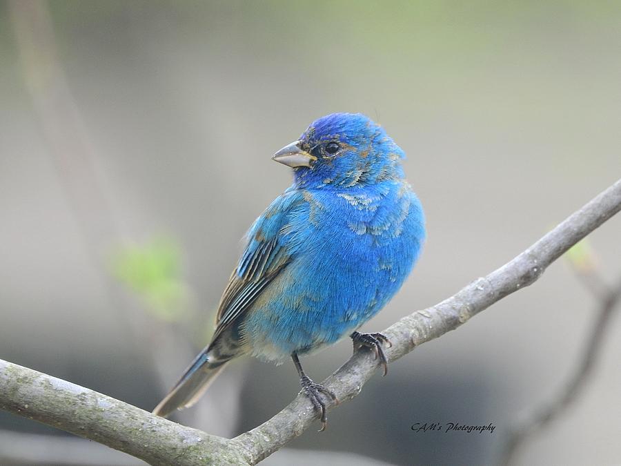 indigo bunting indigo bunting